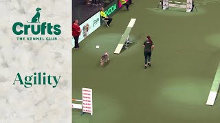 Agility  Medium and IntermediateLarge Novice ABC Final part 3 Agility  Crufts 2024 [upl. by Maguire34]