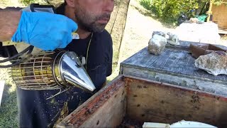 🔴Bienen Durchsicht Live [upl. by Salohci]