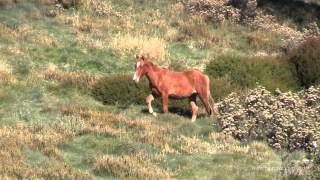 Brumbies at The Cascades  Mount Kosciuszko [upl. by Noreh250]