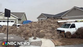 WATCH Tumbleweed invades Utah neighborhood [upl. by Norvun989]