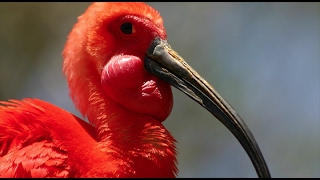 Scarlet Ibis Migration in Caroni Swamp Trinidad [upl. by Fidelas233]