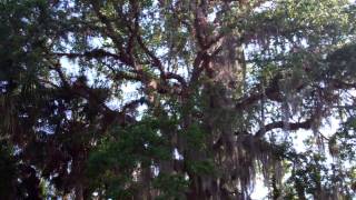 Caloosahatchee Regional Park 1 052013 [upl. by Docilu]