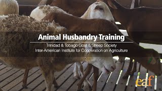 Animal Husbandry Training in Trinidad amp Tobago [upl. by Orenid]