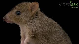 A critically endangered IUCN and federally endangered brushtailed bettong [upl. by Halyhs26]