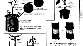 ICSECLASS10thBIOLOGY ABSORPTION BY ROOTS EXPLANATION IN MALAYALAM AND ENGLISH [upl. by Butler870]