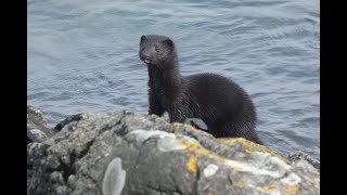 Mink at Traigh Beach [upl. by Caffrey970]