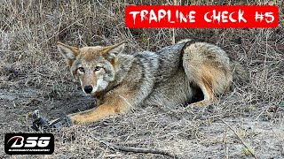 TRAPLINE CHECK 5 COYOTE CATCH amp SETTING MORE TRAPS 2022 TRAPPING  VLOG  MB550 TRAP [upl. by Irish]