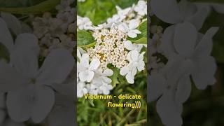 Viburnum  delicate flowering [upl. by Naehgem]