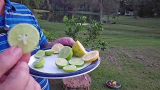 Bearss Lime vs Key Limes vs Meyer Lemon Tasting [upl. by Mukerji]