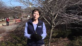 Pruning Ornamental Trees [upl. by River]