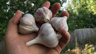 Seed Garlic Season at MIgardener 🧄shorts [upl. by Fennell]