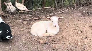 Silagem de cana de açúcar para as cabras e carneiros do sitio França [upl. by Ytram603]