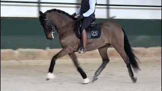 Advanced Schoolmaster PRE Gelding 2013  157 m MP734 [upl. by Kcirad317]