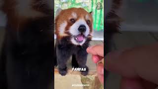 Custest animla in the WORLD  The red panda [upl. by Hegarty346]