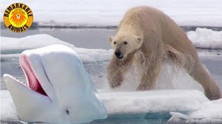 Polar Bear hunts Beluga Whales [upl. by Orabelle568]