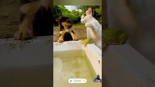 CATS VS DOGS The Ultimate Pet Showdown [upl. by Jerrilyn]