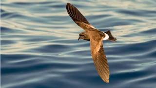 Wilsons storm petrel Oceanites oceanicus sound  call and song [upl. by Capp]