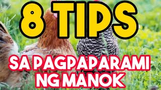 8 TIPS SA PAGPAPARAMI NG MANOKBREEDING TIPS  FREERANGE CHICKEN PRODUCTION  WANDERING SOUL [upl. by Barnie]