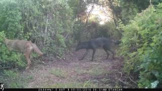 7 Coyotes this morning on Sullivans Island SC [upl. by Nnylsia]