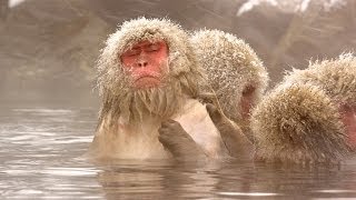 Watch Snow Monkeys Grooming Each Other  Nature on PBS [upl. by Tloh]