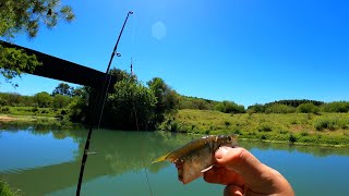 Increíble las Tarariras en este Arroyito Pesca y Cocina Mojarreando con Caña y Botella [upl. by Horbal]