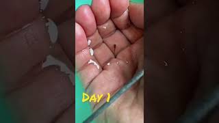 Guppy Giving Birthguppy baby day 1  20 days guppyfish guppy commonmistakesonguppyfishkeeping [upl. by Aivart]