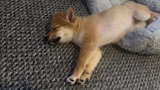 relaxing sleeping shibapuppy ☺️ dogs funnydogs pets animal puppy [upl. by O'Meara307]