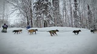 Fur Rondy action at Goose Lake day 2 [upl. by Bromley]