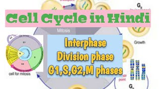 Cell Cycle of Eukaryotic cells in Hindi conceptualgeneticsandbreeding [upl. by Tybi]