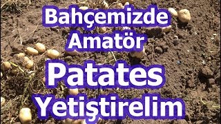 Basitçe Patates Nasıl Ekilir Patates Nasıl Yetişir [upl. by Ayarahs81]