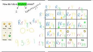 Dihybrid Cross [upl. by Barbette]