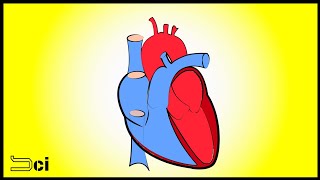 HEART structure and function  தமிழ் ENGLISH subtitles available [upl. by Sayles]