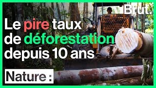 Forêt amazonienne  pire taux de déforestation depuis 10 ans [upl. by Karney]