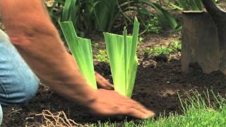 Iris Care and Division  RoseHill Gardens Video Series Episode Eight [upl. by Alwitt997]