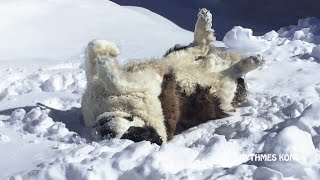 Ours le SaintBernard Par un Bel Hiver [upl. by Michail121]