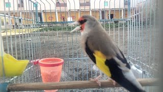 Singing Of Beautiful Himalayan Trained Gold Finch [upl. by Eolande]