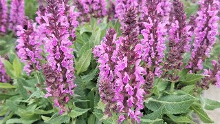 Best Perennials  Salvia nemorosa Bumbleberry Meadow Sage [upl. by Adnalor]