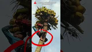 Cutting a Coconut Tree without Safety Equipment treefelling chainsawman arborist logging [upl. by Trevar]