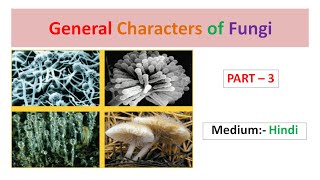 General Characters of Fungi Part3 Hindi [upl. by Aizahs972]