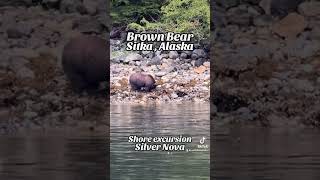 BROWN BEAR in Alaska alaskacruise silversea grizzlybear brownbear alaskaextreme [upl. by Biddick]