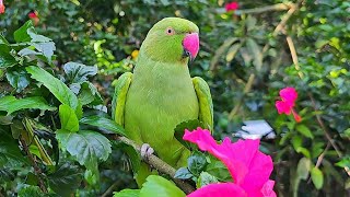 Female Parrot Voice  Loud Parrot Chirping  Parrot Natural Sounds [upl. by Selma]