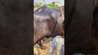 gujarat ki buffalo 🐃 buffalodairyfarm business buffalo comedy shortfeed [upl. by Llerrut]