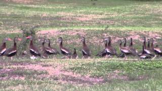 BlackBellied Whistling Ducks [upl. by Ayoras]