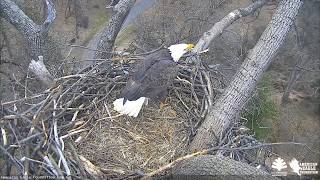 AEF DC EAGLE CAM 23 FEB 2019  Not For Sale [upl. by Aivata]