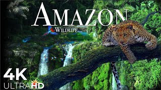 AMAZON Wildlife 4K • Rainforest Relaxation Film  Nature Video UltraHD [upl. by Neuburger]