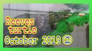 Turtle hibernation preparation Reeves turtlekameko in October 2What is her appetite [upl. by Cheung]