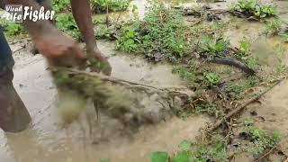 Top3 Fishing Catching Fish in Mud Water in Water Hyacinth Field [upl. by Levison]