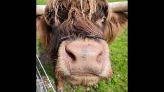 A Snorting Highland Cow Too Cute [upl. by Julissa513]