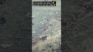 KANGAL VS EAGLE wildlife dog nature youtube youtubeshorts youtuber subscribe love like fy [upl. by Zelle199]