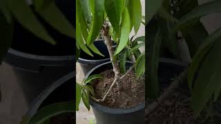 Air layered mango branch R2E2 variety garden [upl. by Neveda423]